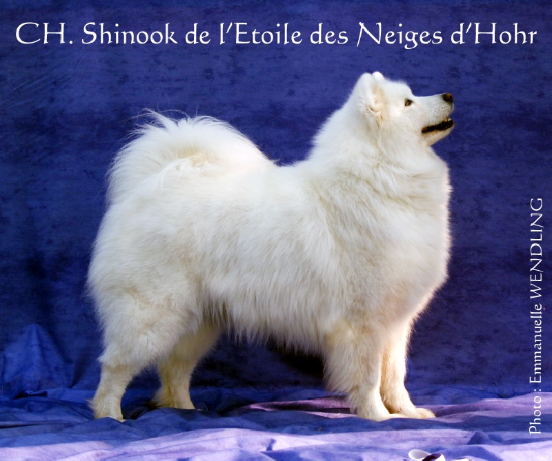 CH. Shinook de l'Etoile des Neiges d'Hohr